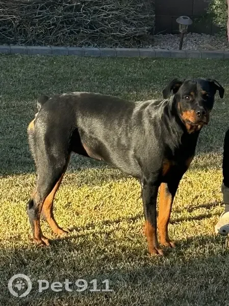 Lost Собака, Female, East San Carlos Place, 1853, Chandler - Rottweiler - photo