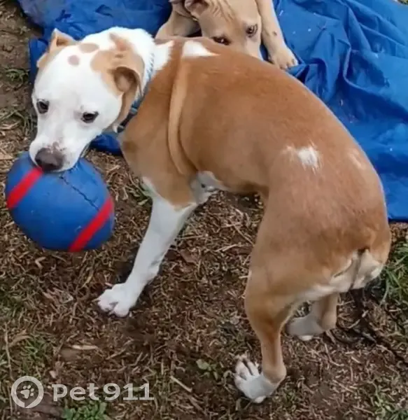 Lost Собака Female, Lamey Street, D'Iberville - medium size, chipped - photo