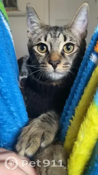 Lost кошка, Tokay Heights, 998, Grants Pass - табби, маленький - photo