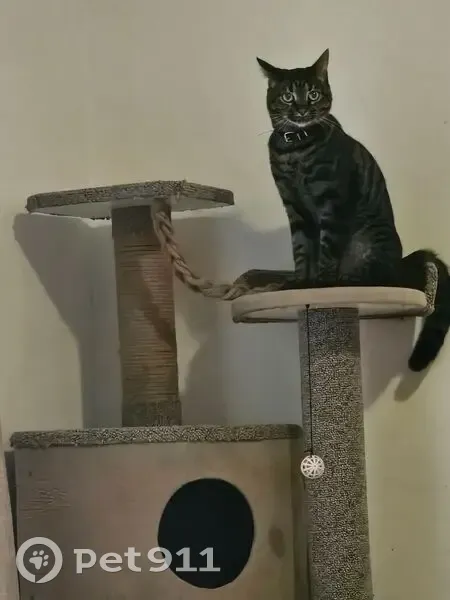 Lost Cat: Tigger Missing in Bellville - photo