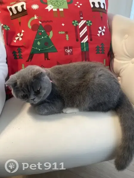 ¡Gatita Gris Perdida en Sant Boi! - photo