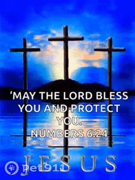 Lost кошка, 20th Street North, 3165, Arlington - photo