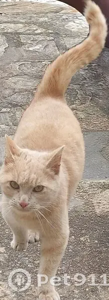 Trouvé chat homme, Montembœuf, Bordeaux - très affectueux - photo