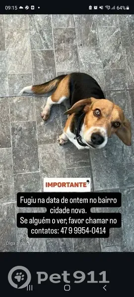 Cachorro perdido Macho (brl002453) - photo