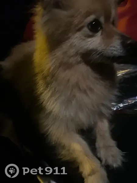 Found Dog on Zircon St: Help Reunite! - photo