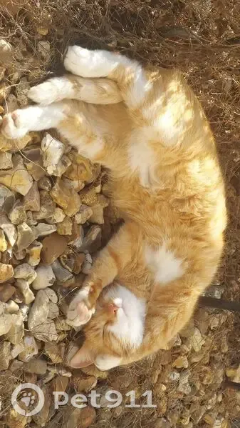 Perdu chat mâle, Impasse de la Prairie, Longpont-sur-Orge - roux clair avec du blanc - photo