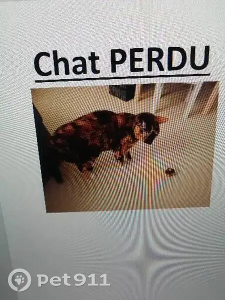 Perdu Chat Femelle, Place des Plantagenets, 9, Saint-Léger-de-Linières - fine poil court européen - photo