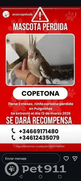 Ninfa Carolina Perdida en Girona: Muy Mansa - photo