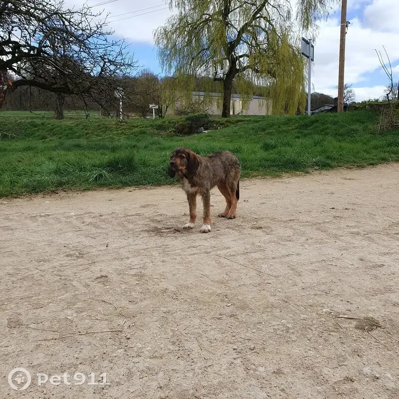 Trouvé chien homme, Rue des Carrons, Lucey, Paris - taille moyenne, craintif - photo