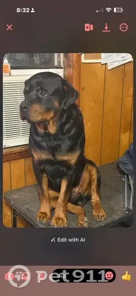 Lost Собака, Black, Pathfork - photo