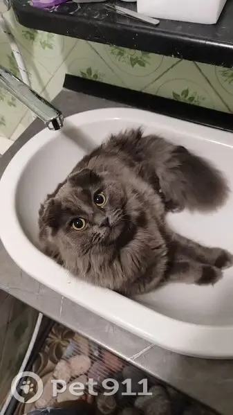 Зникла кішка: Британський висловух, Чернівці - photo