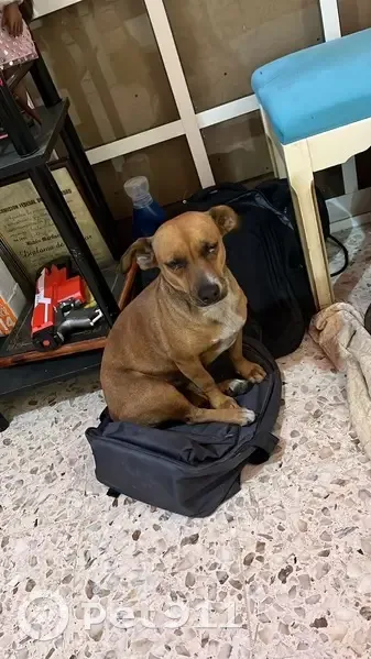 Perrita Caramelo Encontrada en San Nicolás - photo