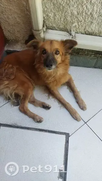 Cachorro encontrado - photo