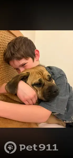 Help Find Stella: Lost Puggle in Boronia! - photo