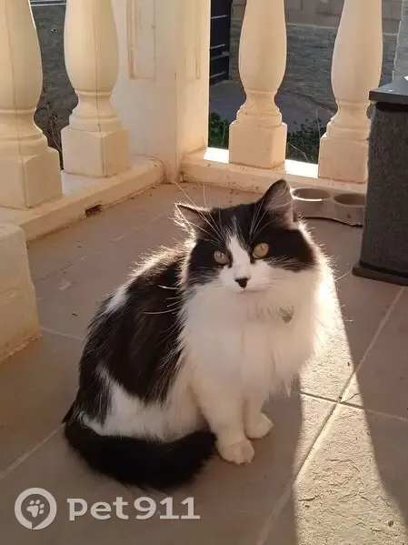 ¡Gato Perdido en Cobisa! Ojos Verdes, Collar Verde - photo