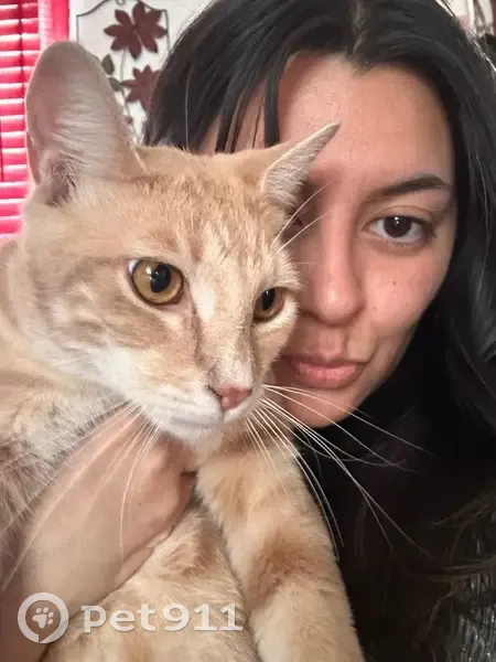 Lost Male Cat, Crestway Drive, 5355, San Antonio - Orange cat - photo