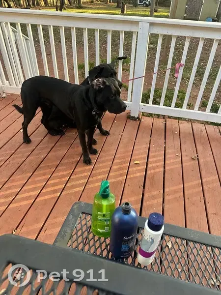 Lost Собака Female, Wellington Road, 9480, Manassas - photo