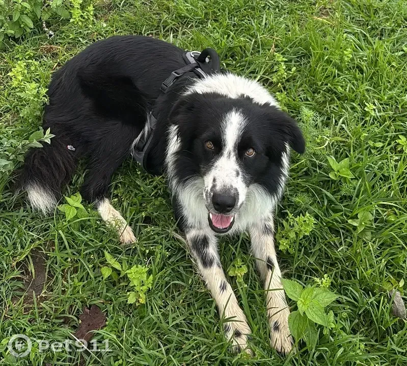 Border Collie perdido en Av. Mandarina, GDL - photo