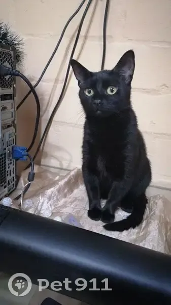 Lost Black Cat with Yellow Eyes in Roodepoort - photo