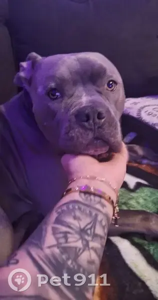 Lost Собака Male, Tucson, Arizona - Blue pit bull named Tank - photo