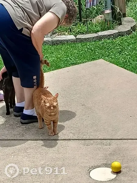 Lost кошка, East Center Drive, 217, Godfrey - Yellow Tabby, limping on back leg - photo