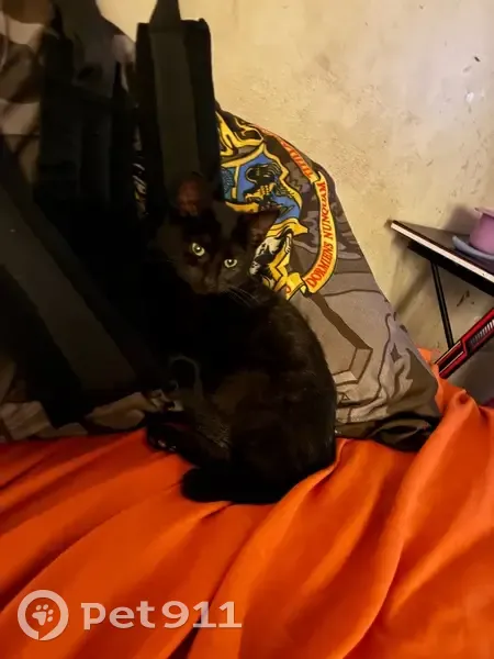 Lost Кошка, Female, Mulberry Street, Macon - green collar - photo