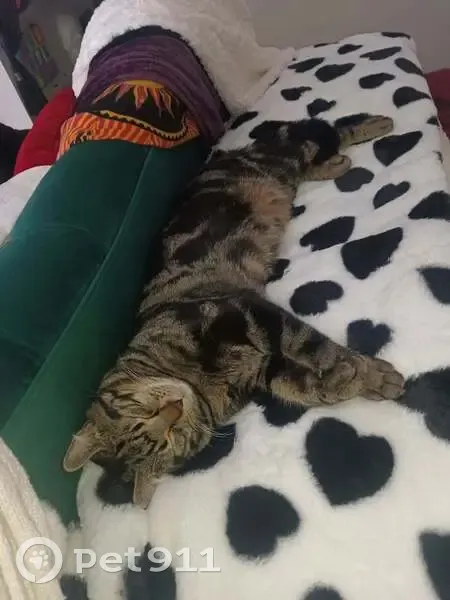 Lost Кошка, Male, Giddings Road, 1600, Pontiac - curled ear tips - photo