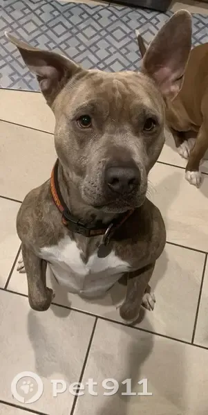 Lost Собака, Male, Webster Avenue, 6401, Kansas City - grey brindle with green collar - photo