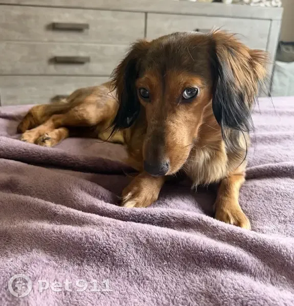 Lost Собака, TN 76, 1425, Clarksville - Chocolate long haired mini dachshund - photo
