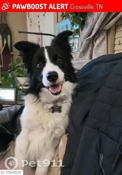 Lost Собака, Deerfield Road, 81, Crossville - Black and White Border Collie - photo