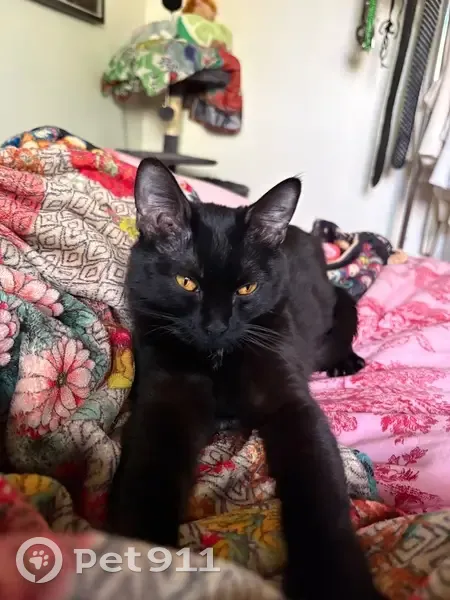 Lost Кошка, 36th Street, 1000, Boulder - all black with a white spot - photo