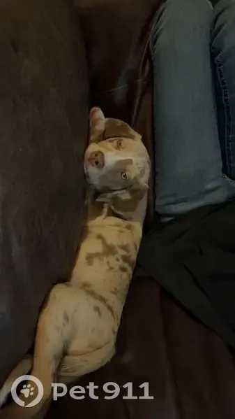 Lost Собака, Female, West Deer Meadow Lane, Blanchard - tan with brown spots - photo