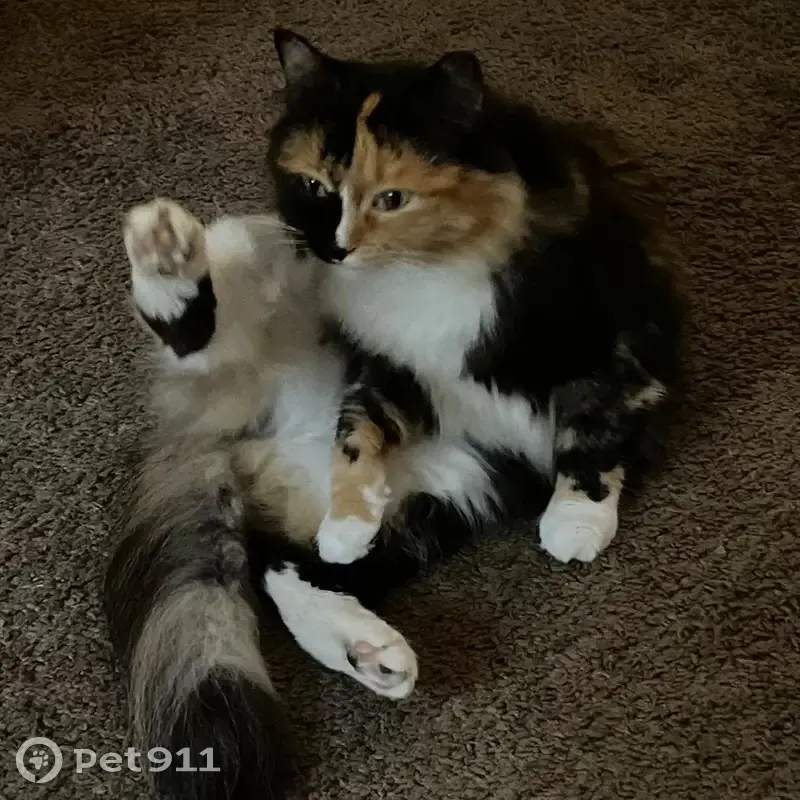 Lost Кошка, Female, Black Oak Court, 299, Glenn Village, Pine Ridge - calico with unique markings - photo