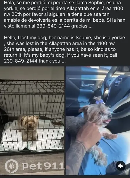 Lost собака, Female, Northwest 26th Street, 1100, Miami - blonde hair - photo