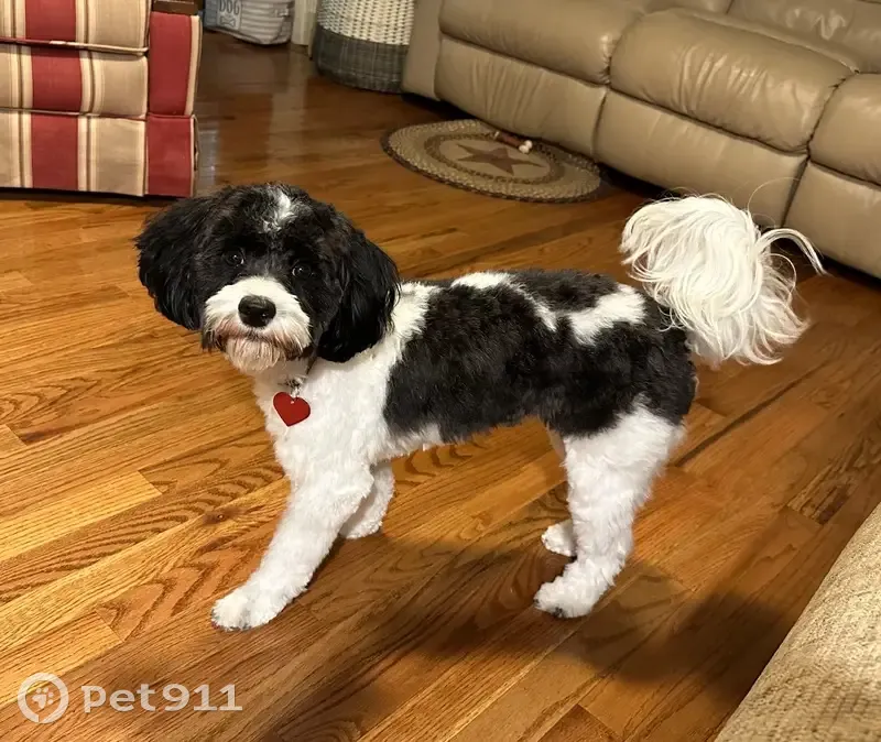 Lost Собака Female, Thompson Mill Road, Saxapahaw - black and white, pink collar - photo
