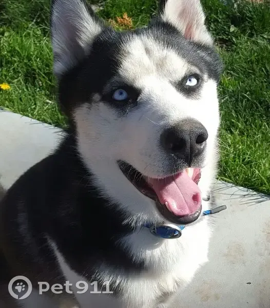 Lost Собака, North Main Street, 4002, Shiloh - black and white husky - photo