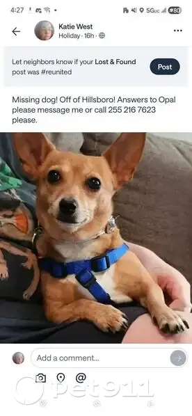 Lost Собака, Female, Hillsboro Road Southwest, Huntsville - skittish with pink collar - photo