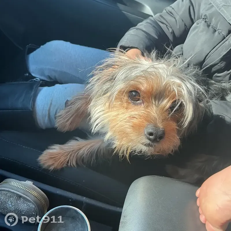 Lost Собака, Female, Vermont Avenue, 3916, Louisville - multi colored brown - photo