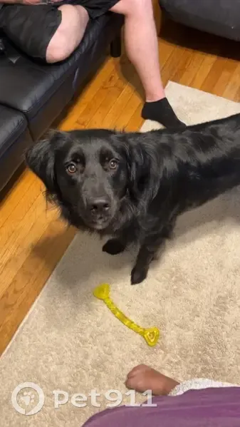 Missing dog Male, Ruby (usl532545) - photo