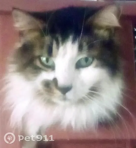 Lost Кошка, Fox Gap Avenue, 89, Bangor - long haired with smudge near nose - photo