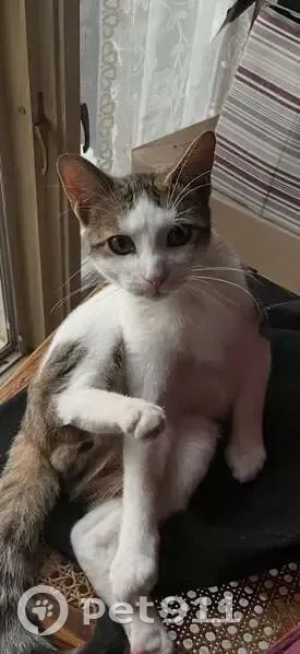 Lost кошка, Pennsylvania Avenue, 507, Roseto - photo