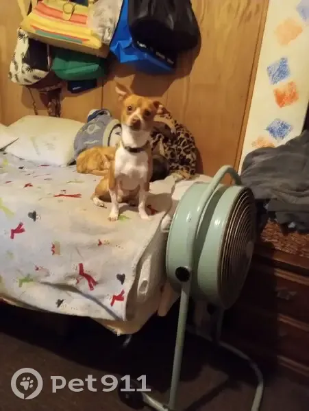Lost Собака, Male, East Perry Street, Alliance, Washington - white and brown chihuahua - photo