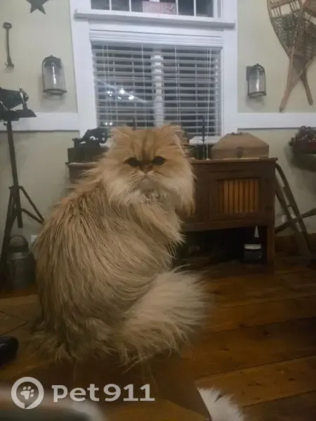 Lost Кошка, Female, West Bayview Road, Antioch - Orange, very small - photo