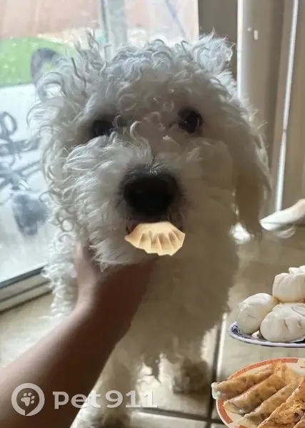 Missing dog Male, North Las Vegas (usl532554) - photo