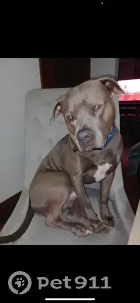 Lost Собака, Southeast Payton Avenue, 103, Des Moines - grey blue nose pit with light green eyes - photo