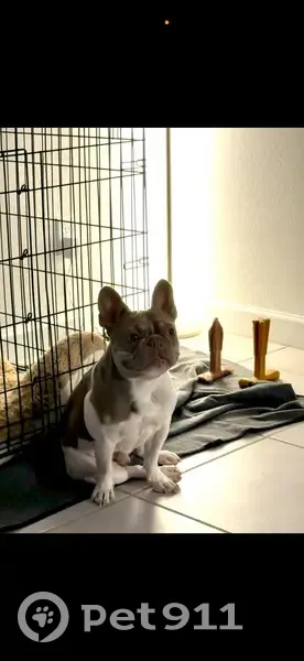 Lost Собака, West Cocopah Street, 23969, Buckeye, Phoenix - Grey and white frenchie - photo