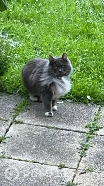Perdu chatte, Rue du Docteur Calmette, Montreuil - grise et blanche, pucée - photo