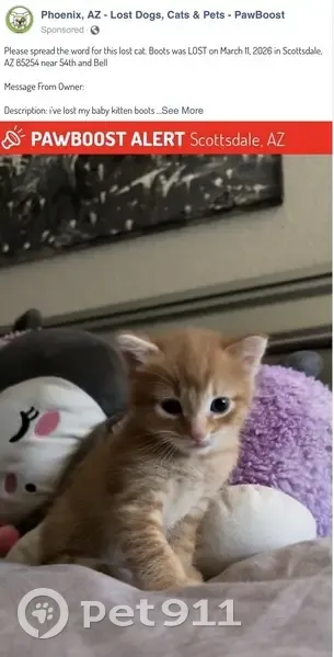 Lost Кошка Male, East Phelps Road, 5414, Scottsdale - tiny kitten with red and black collar - photo