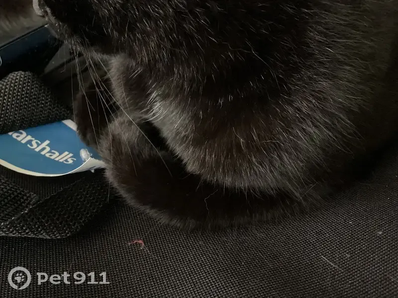 Lost Кошка, Female, North 81st Street, 710, Seattle - black fur - photo