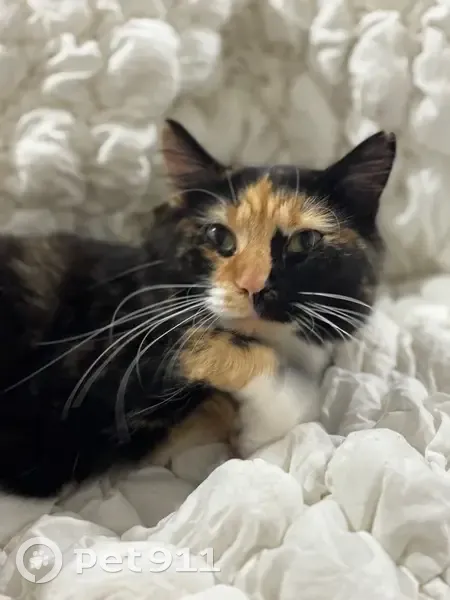 Lost Cat in Redbank Plains - Help Needed! - photo